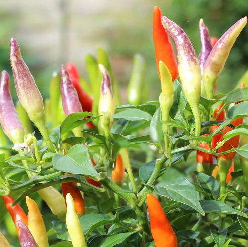 Chilli Pepper Growing Kit Basket of Fire 