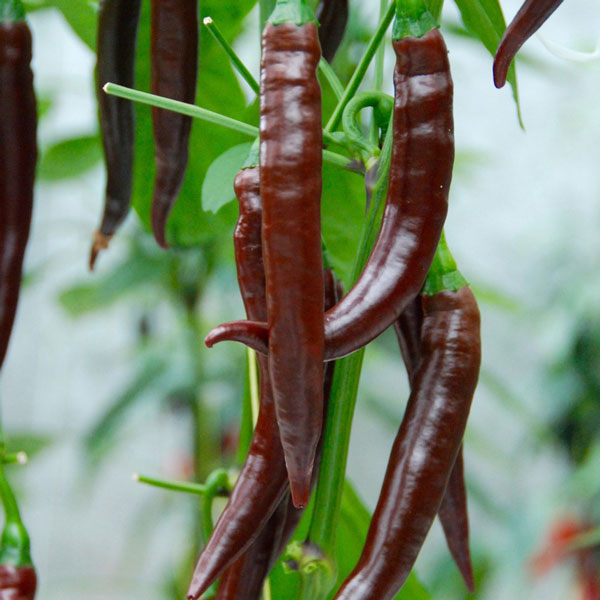 Chilli Pepper 'Cayenne Chocolate'