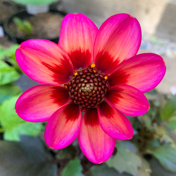 Dahlia 'Dahlegria Tricolore'