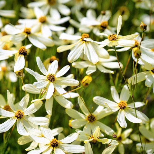 Coreopsis moonbeam shop