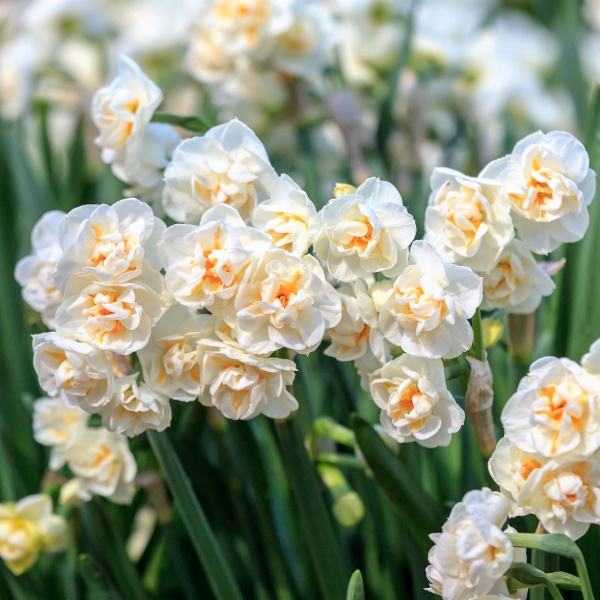 Narcissus 'Bridal Crown'