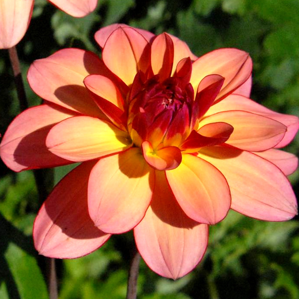 Dahlia 'Rawhide'