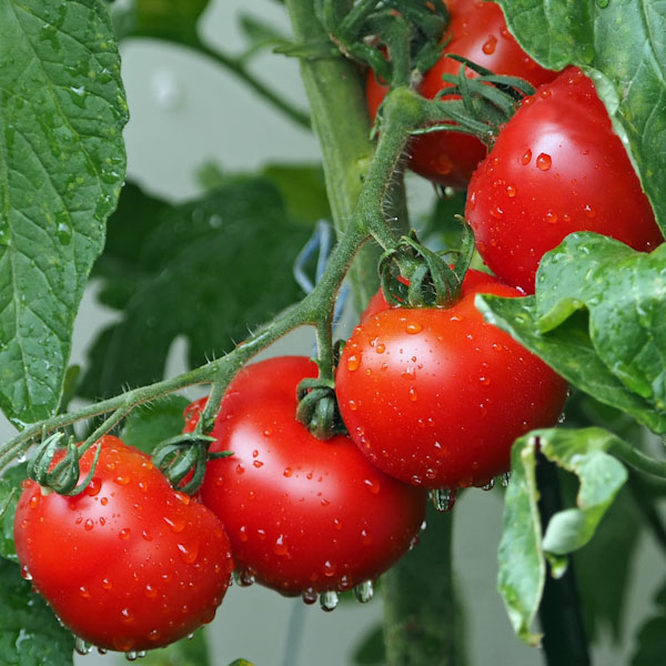 Outdoor Girl Tomato Seeds