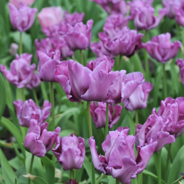 Tulipa ‘Blue Parrot'