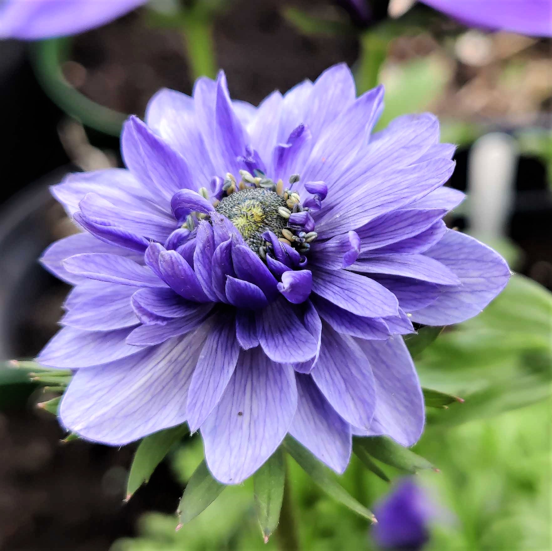 Anemone coronaria 'Lord Lieutenant'