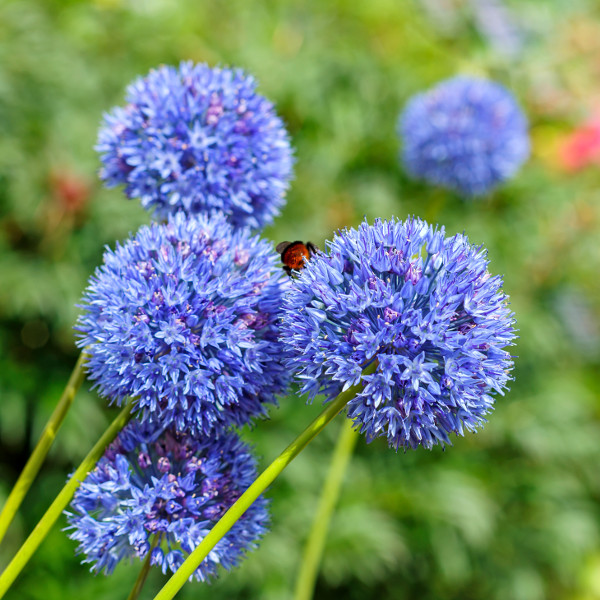 Designer Allium Garden Collection