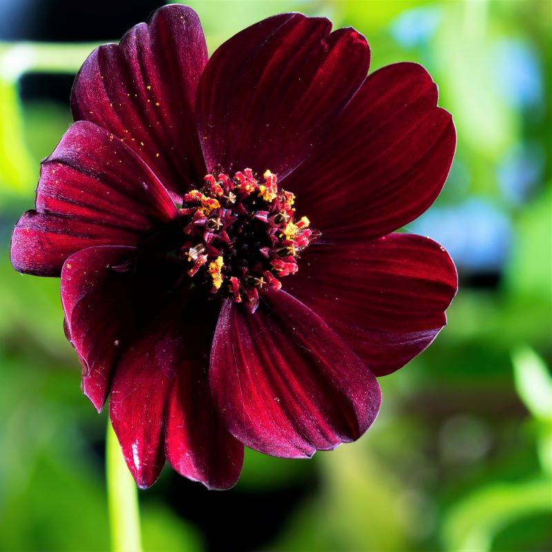 Chocolate Cosmos Garden Plants