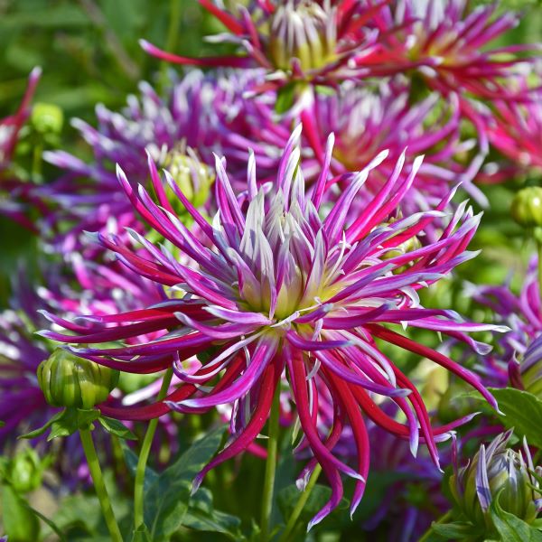 Dahlia ‘Hollyhill Spiderwoman’