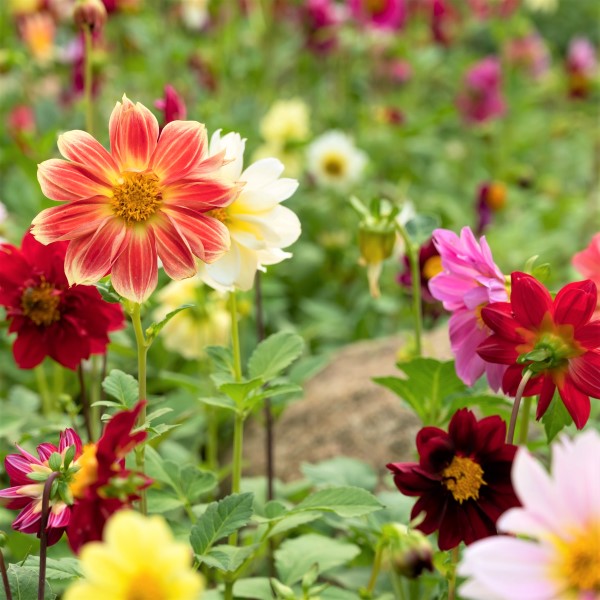 Jubilee Flower Garden Mix