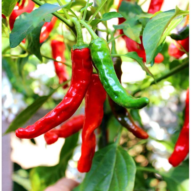 Chilli Seeds Starter Pack