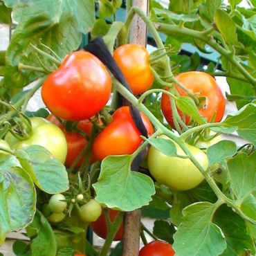 bulbs seeds ailsa craig tomato